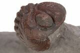 Enrolled Red Austerops Trilobite - Hmar Laghdad, Morocco #328628-3